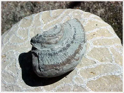 Gastropod, foto Bernt Enderborg