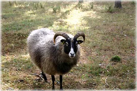 Lamm , foto Bernt Enderborg