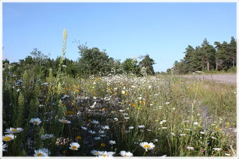 Gotlands blommande vägkanter, foto Bernt Enderborg