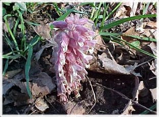 Visne ängar. blommor