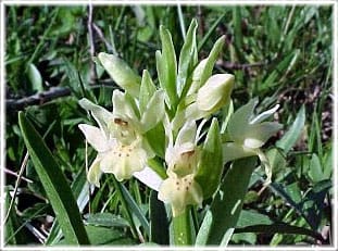 Honungsblomster, Visne ängar