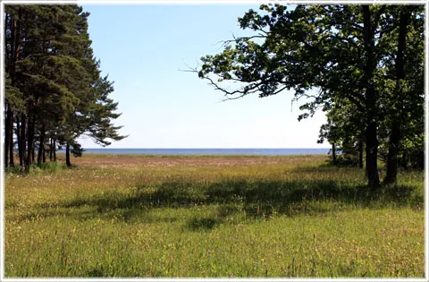 Strandängar på Gotland, foto Bernt Enderborg