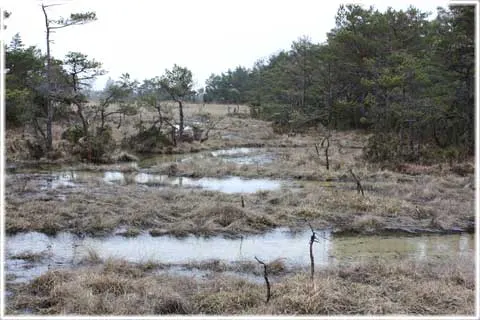 Källmyrar på Gotland, källkärr, foto Bernt Enderborg