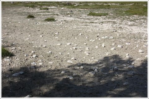 Källmyr på Gotland