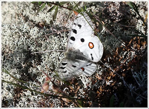 Blommor, hällmark, Gotland