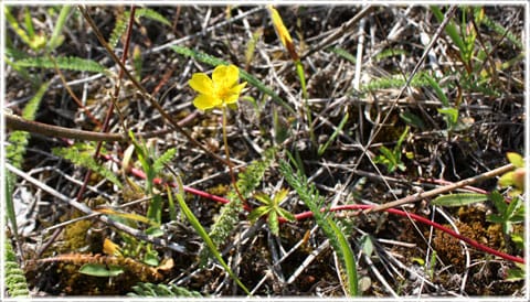 Hällmark på Gotland