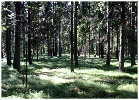 Barrskog på Gotland, foto Bernt Enderborg