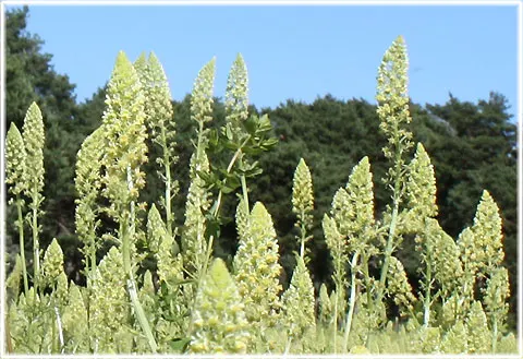 Gulreseda, foto Bernt Enderborg
