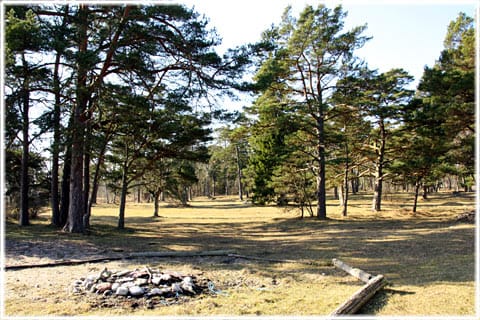 Strandskog vid Hammars fiskeläge i Norrlanda
