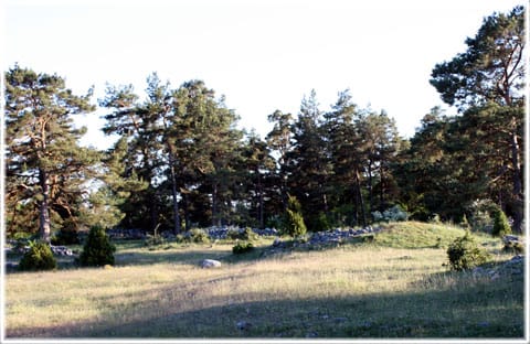 Rösen vid Gålrum i Alskog på Gotland